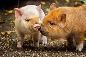 Mơ thấy lợn có ý nghĩa gì ?