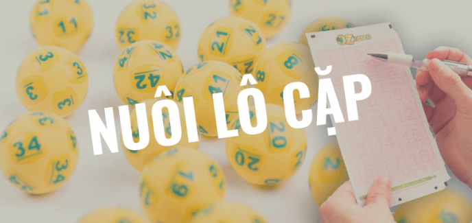 nuôi lô cặp